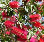 Bottlebrush flowers