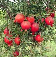 Pomegranate fruit