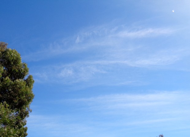 DSC03085 - small white ship pulse