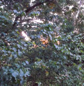 Sunset light through the beech trees