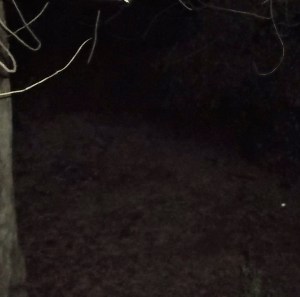 The grove, empty (Feb 15, 2014)