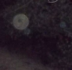 Large Orb with a hole in it arrives in the grove, escorted by two small Orbs