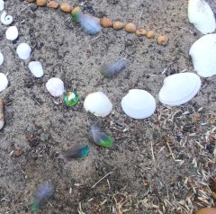 Green feathers left by Port Lincoln Parrots in the circle (Feb 16, 2014)