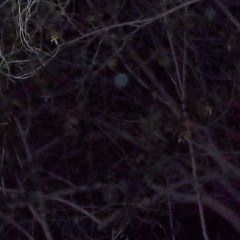 'Bluebird' Orb among the branches Jan 27th, 2014