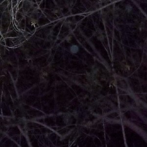 'Bluebird' Orb among the branches Jan 27th, 2014