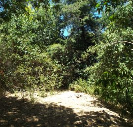 Beech grove at our new home