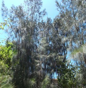 She-Oaks overlooking the Beech grove