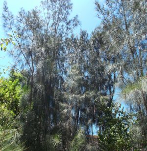 She-Oaks overlooking the Beech grove