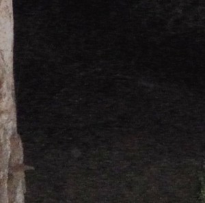 Close-up of cloaked ship (see Lights in the Sky: Love on the Ground in Nov. archives for full shots and details).