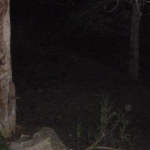 The small disc ship lands on the ground, into 4D, deeply cloaked. It's rim is just visible; see second pic.