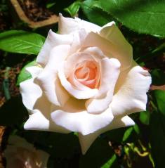 'Mother's Love' in full bloom