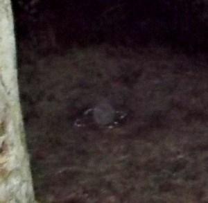 Photo March 1, 2014: Ashtar's orb sitting in the centre of the Sacred Circle.