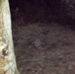 DSCF1132 - Copya - Copy