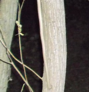 DSCF1254 - Copy - Copy