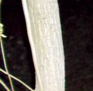 DSCF1256 - Copy - Copy