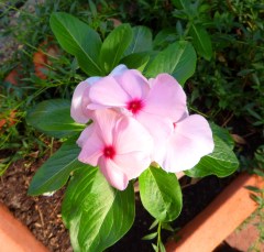 Balsam with deep pink heart