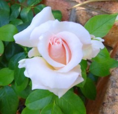 'Mother's Love' Rose opening, March 10, 2014