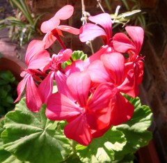 Watermelon pink Geranium