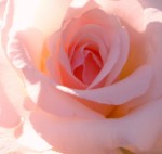 P1000660 - Copy - Copy