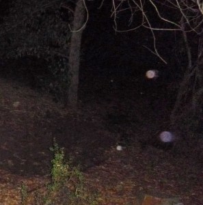 More orbs entering the grove.