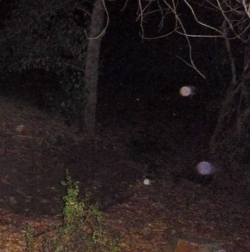More orbs entering the grove.