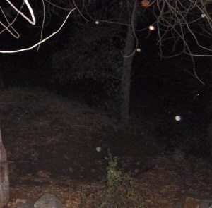 Bright orbs in the grove.