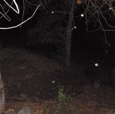 Bright orbs in the grove.