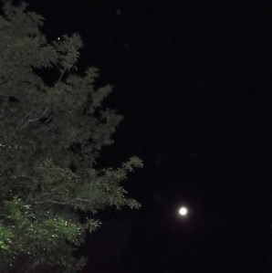 Ashtar's projected essence in dove form arrives above the trees.