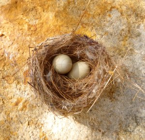 New life, photo May 4, 2014.