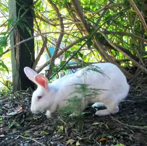 Pixie, July 17, 2014.