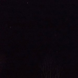 DSCF2820eagle above tree