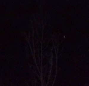 DSCF2843 eagle behind tree