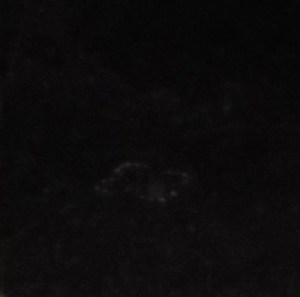 DSCF2857 misty orb in front petal of circle