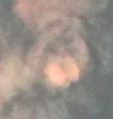 Arnap's face, pink butterfly in front of his mouth/chin, Jan.23, 2015.