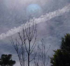 P1020337 - Copy - Copy