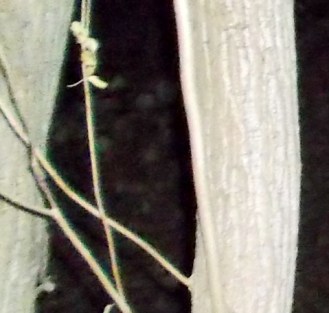 dscf1254-copy-copy - Copy (2)