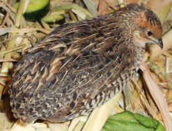 Aquila the quail. :)