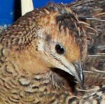 DSCF8939 - Copy - Copy - Copy - Copy