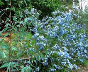 Blue plumbago and bluegum.