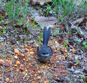 DSCF5772 - Copy - Copy