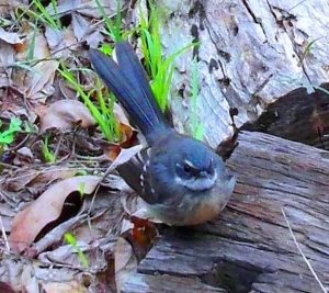 DSCF5773 - Copy - Copy - Copy