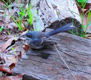 DSCF5774 - Copy - Copy