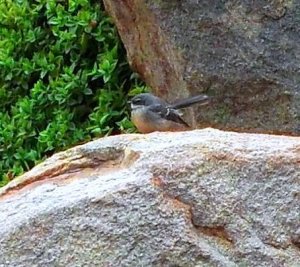 Baby Fairy Blue Wren, with peachy golden chest, colour of the Sacred Heart Chakra (one of two new template heart chakras).