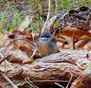 DSCF5796 - Copy - Copy - Copy