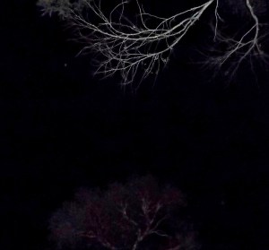 April 26, ship pulses as it passes overhead (left of tree branch in this photo)