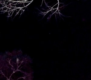 April 26, ship continues, following the narrow overhead 'window' between treetops.