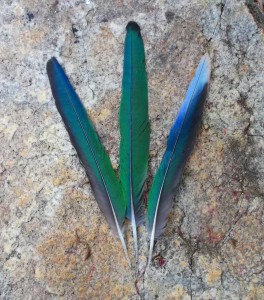 Gifts from a Port Lincoln Parrot, most beautiful blue-green merged vibration.