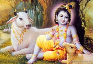 krishna-young