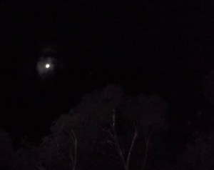 Ship between two trees, August 25th, 2015.