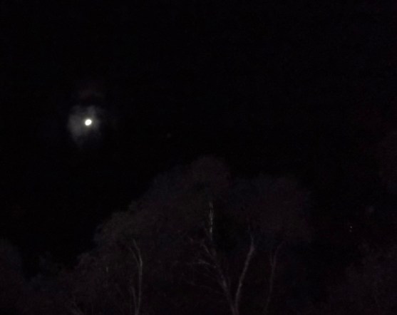 Ship between two trees, August 25th, 2015.